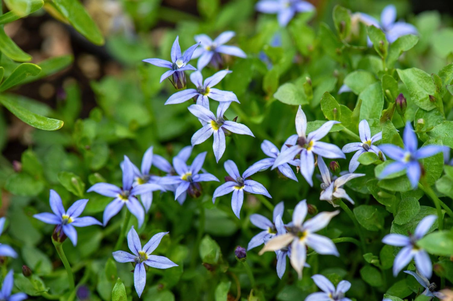 Isotoma fluviatilis 'Dark Blue' Blauer Bubikopf