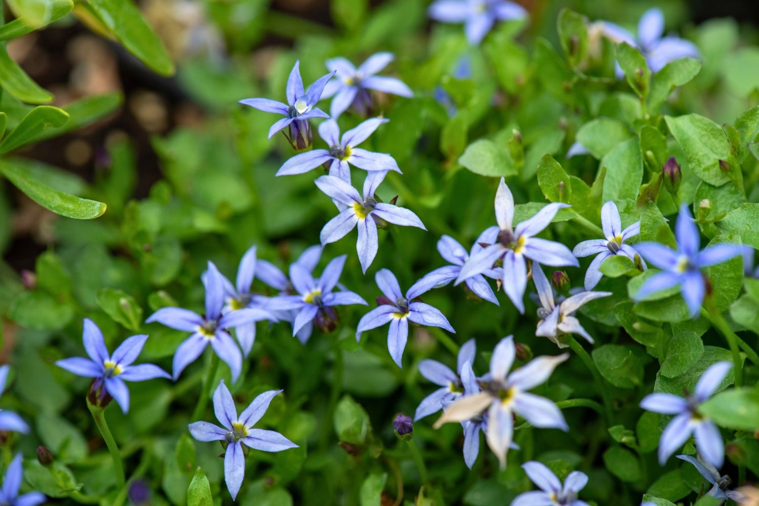 Isotoma fluviatilis 'Dark Blue' Blauer Bubikopf