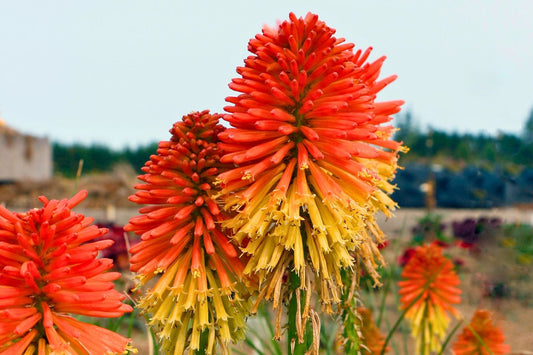 Kniphofia 'Poco ® Daybreak' Fackellilie