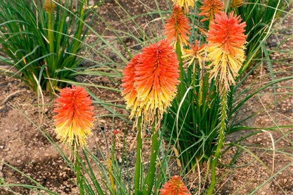 Kniphofia 'Poco ® Daybreak' (Fackellilie)