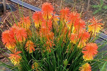 Kniphofia 'Poco ® Daybreak' (Fackellilie)