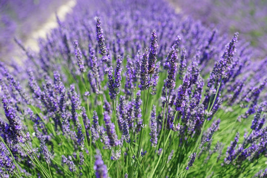 Lavandula x intermedia 'Phenomenal' ® Hochwachsender Lavendel