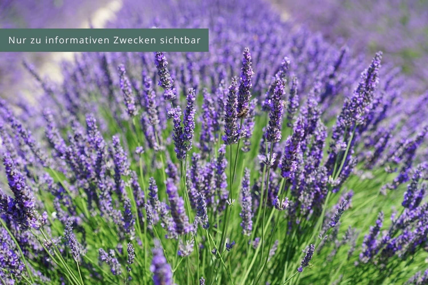 Lavandula x intermedia 'Phenomenal' ® Hochwachsender Lavendel