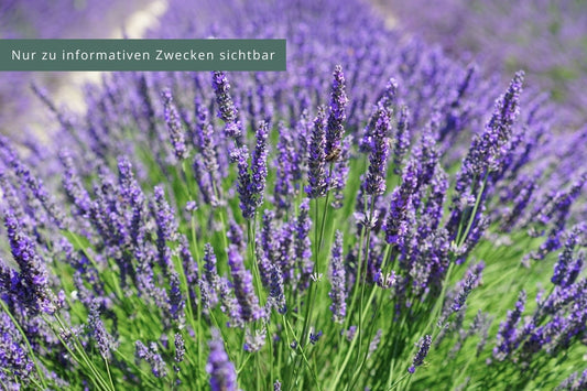 Lavandula x intermedia 'Phenomenal' ® Hochwachsender Lavendel