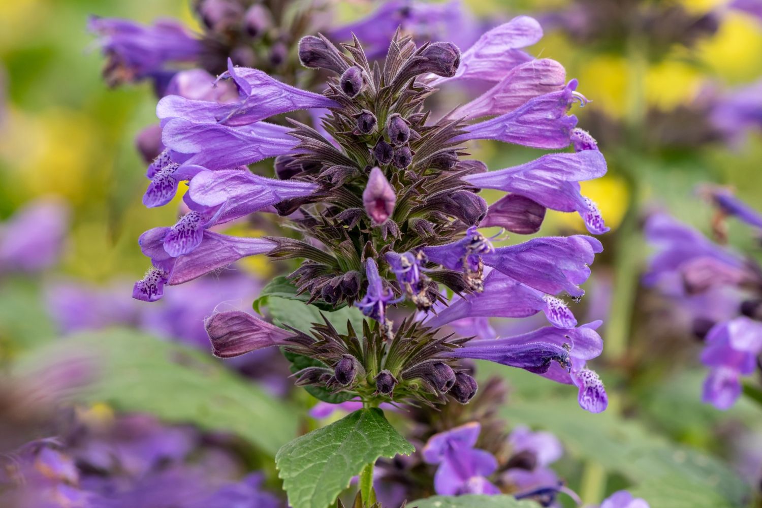 Nepeta 'Weinheim Big Blue' Katzenminze