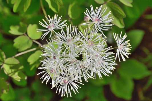 Thalictrum aquilegifolium 'White Clouds' Akeleiblättrige Wiesenraute