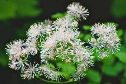 Thalictrum aquilegifolium 'White Clouds' (Akeleiblättrige Wiesenraute)