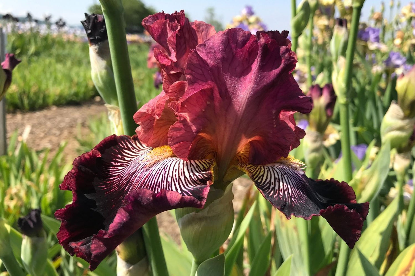 Iris Barbata-Elatior 'Duc de Sully' Hohe Bartschwertlilie