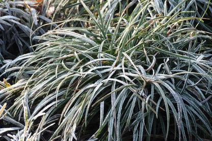 Ophiopogon chingii (Schlangenbart)