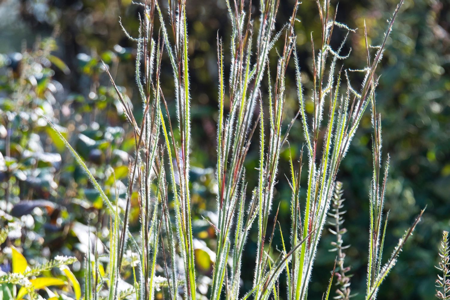 Schizachyrium scoparium 'Ha Ha Tonka' ® Prärie-Bartgras