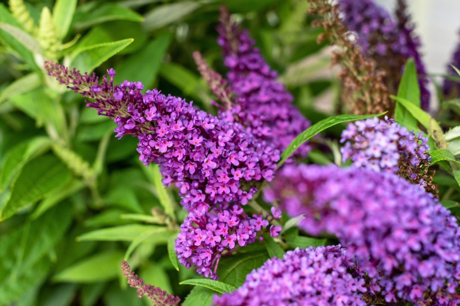 Buddleja davidii 'Butterfly Candy® Little Purple' Sommerflieder 'Butterfly Candy® Little Purple'
