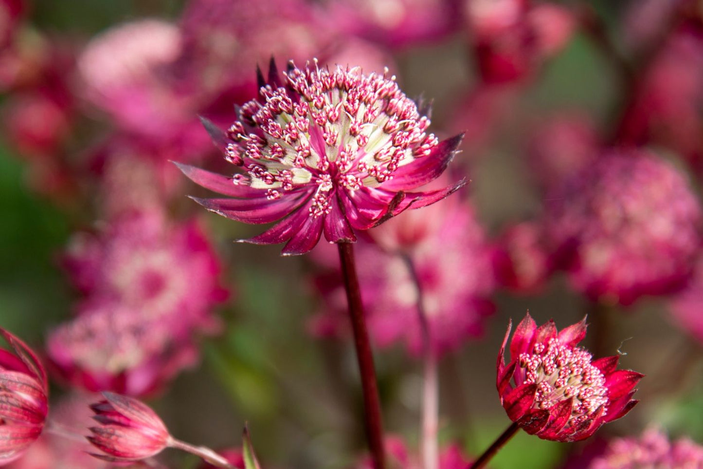 Astrantia major 'Astra Red' Sterndolde