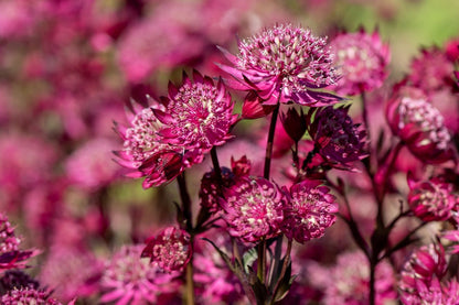 Astrantia major 'Astra Red' (Sterndolde)