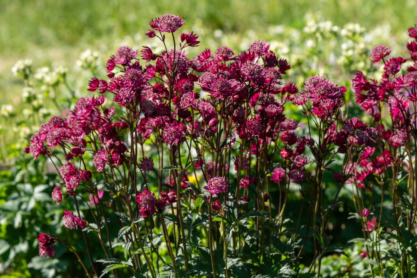 Astrantia major 'Astra Red' (Sterndolde)