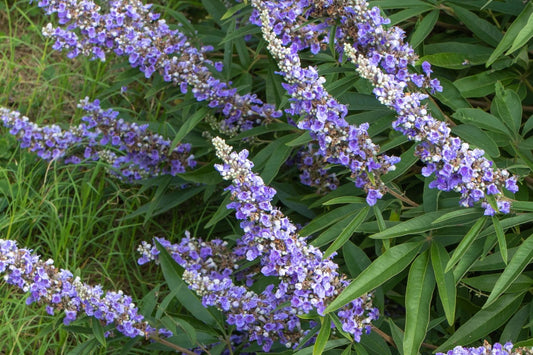 Vitex agnus-castus 'Blue Diddley' ® Mönchspfeffer 'Blue Diddley' ®