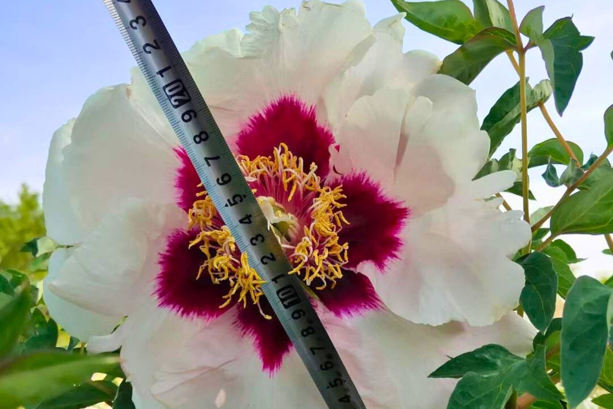 Paeonia rockii 'Shi Ji Ju Xing' (Strauchpfingstrose 'Jahrhundertstern')