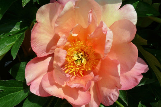Paeonia Itoh-Hybride 'Singing in the Rain' Intersektionelle Pfingstrose