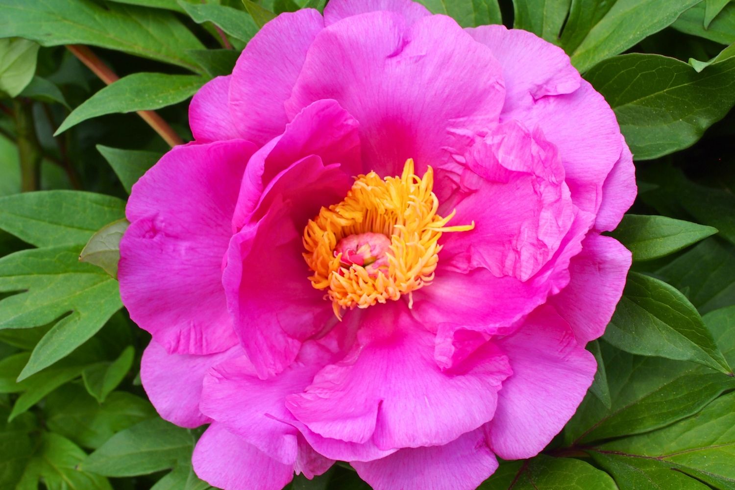 Paeonia Itoh-Hybride 'Gordon E. Simonson' Intersektionelle Pfingstrose
