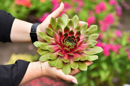 Sempervivum BigSam® 'Pink Pomelo' Garten-Hauswurz