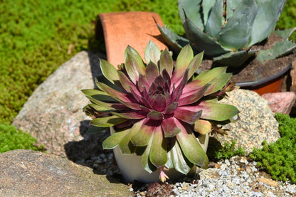 Sempervivum BigSam® 'Pink Pomelo' (Garten-Hauswurz)