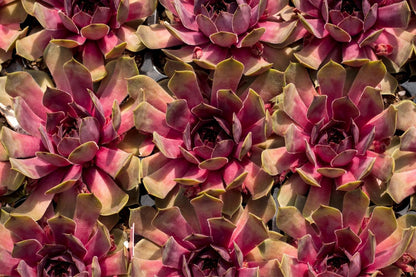 Sempervivum BigSam® 'Pink Pomelo' (Garten-Hauswurz)