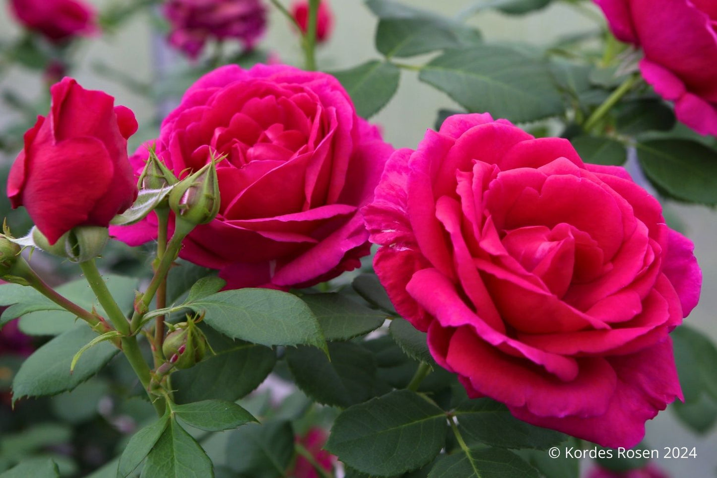 Rose 'Für Elise' Beetrose