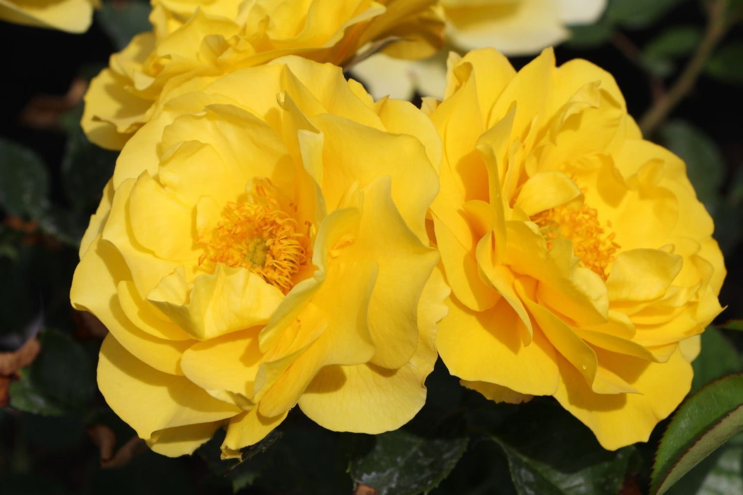 Rose 'Here comes the Sun' ® Beetrose