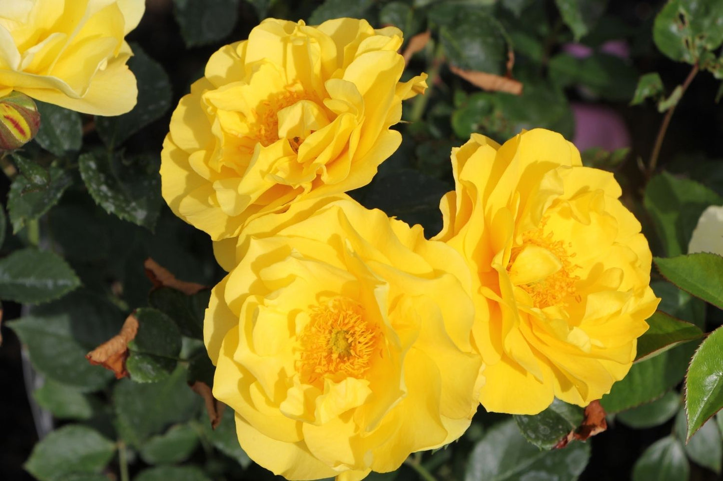 Rose 'Here comes the Sun' ® (Beetrose)