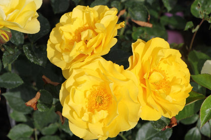 Rose 'Here comes the Sun' ® (Beetrose)