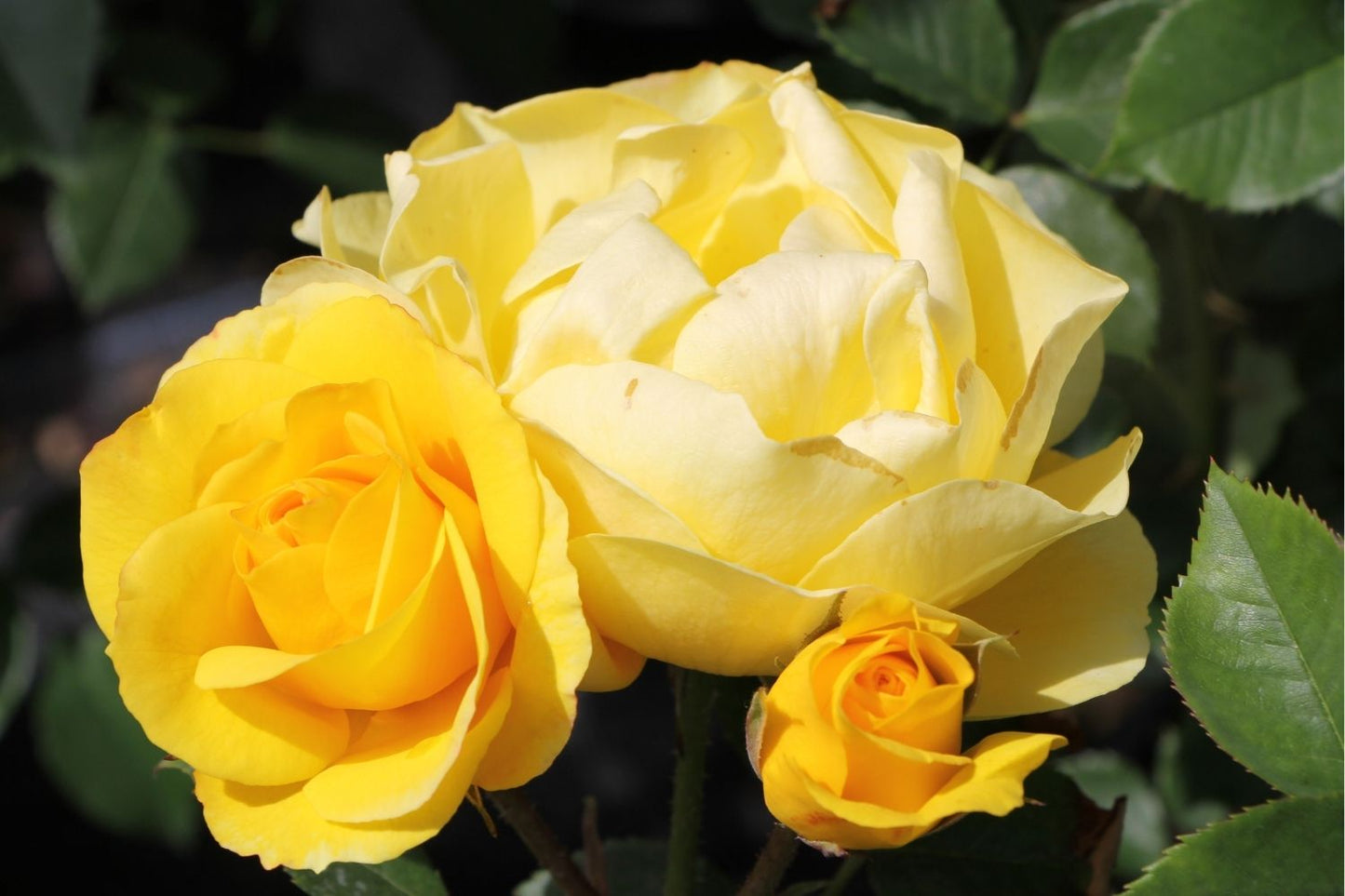 Rose 'Here comes the Sun' ® (Beetrose)