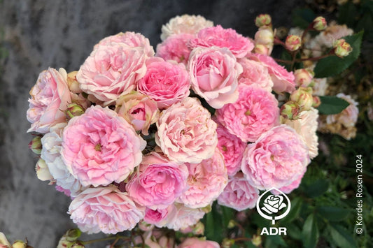 Rose 'Pashmina' ® Beetrose