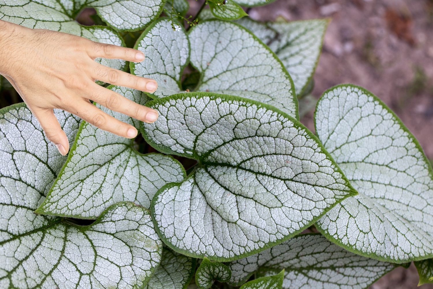 Brunnera macrophylla 'Jack of Diamonds' ® Kaukasusvergissmeinnicht
