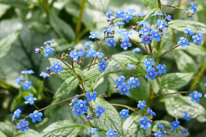 Brunnera macrophylla 'Jack of Diamonds' ® (Kaukasusvergissmeinnicht)