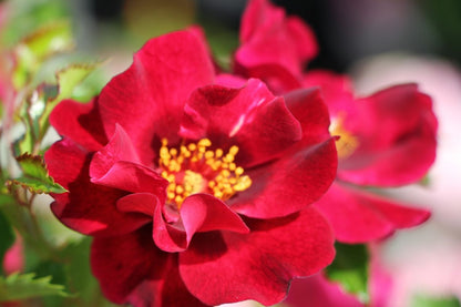 Rose 'Devil Babylon Eyes' ® Beetrose