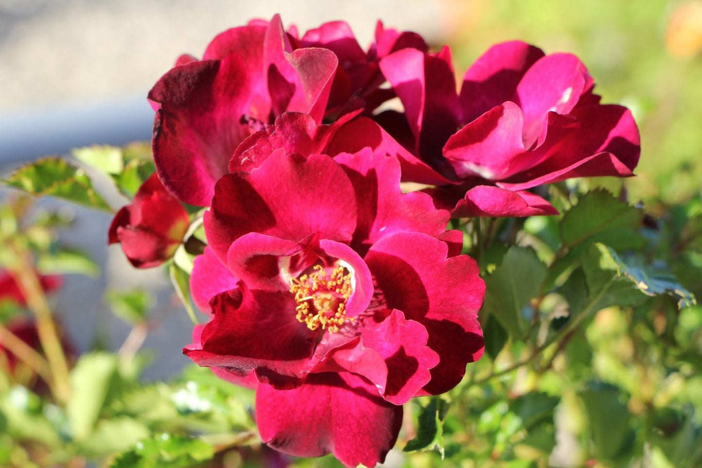 Rose 'Devil Babylon Eyes' ® (Beetrose)