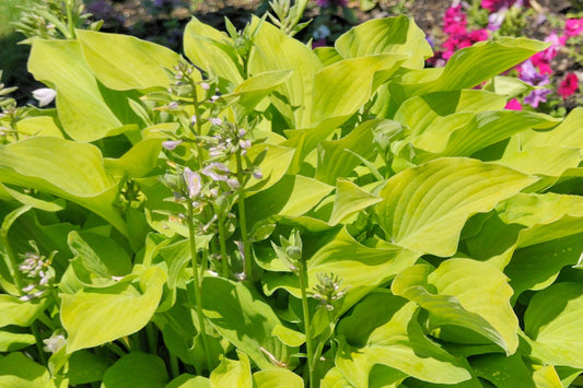 Hosta 'Sunny Halcyon' Funkie | Herzblattlilie