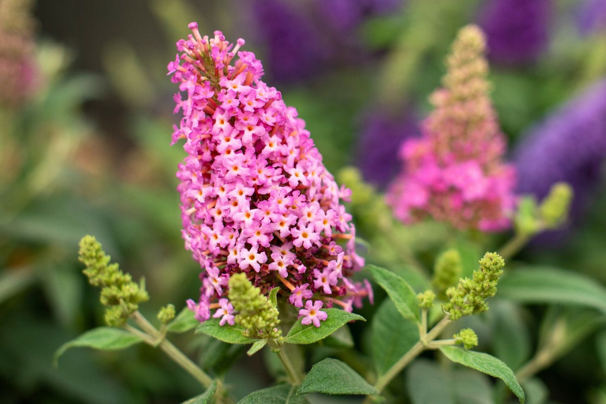 Buddleja davidii 'Butterfly Candy® Little Pink' Sommerflieder 'Butterfly Candy® Little Pink'