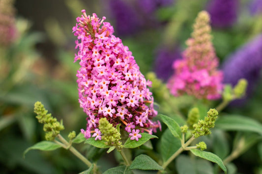 Buddleja davidii 'Butterfly Candy® Little Pink' Sommerflieder 'Butterfly Candy® Little Pink'