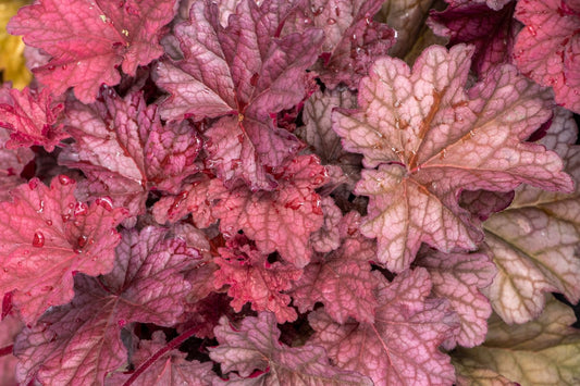 Heuchera 'World Caffé Shakerato' Purpurglöckchen