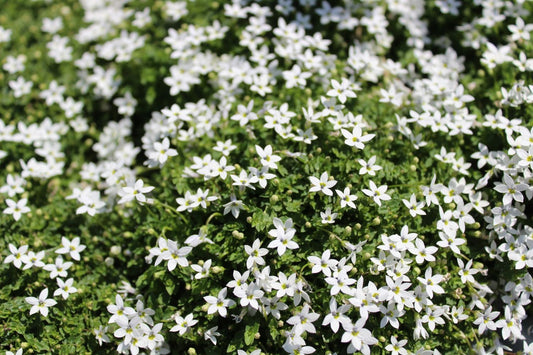Isotoma fluviatilis 'Alba' Weißer Bubikopf