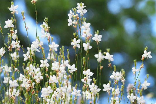 Gaura lindheimeri 'Snowstorm' Prachtkerze