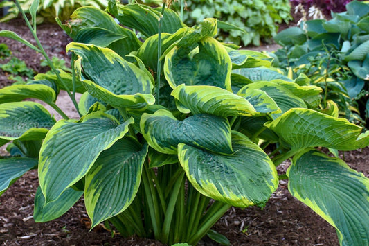 Hosta Shadowland® 'Wu-La-La' Funkie