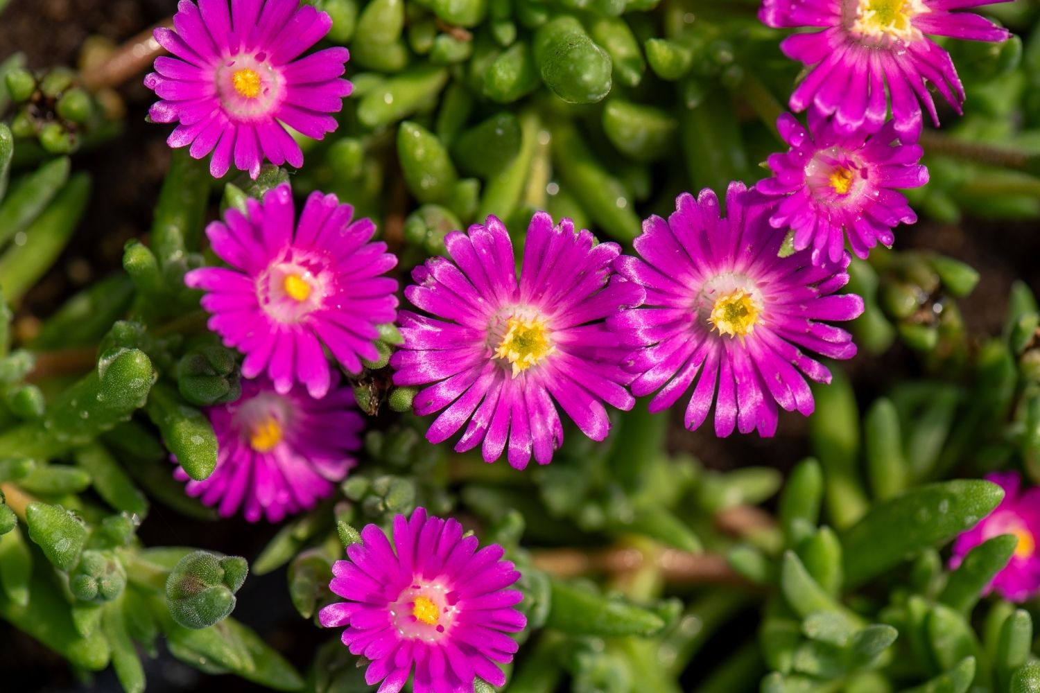 Delosperma 'Jewel of Desert Amethyst' ® Mittagsblume