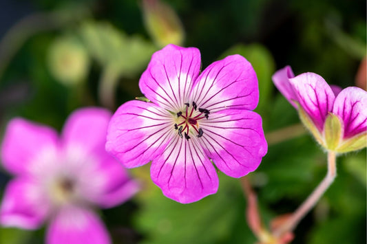 Geranium 'Kelly Anne' Storchschnabel