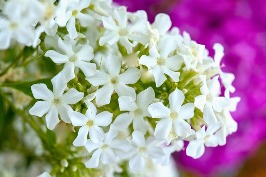 Phlox paniculata 'Early® 'White' Garten-Flammenblume