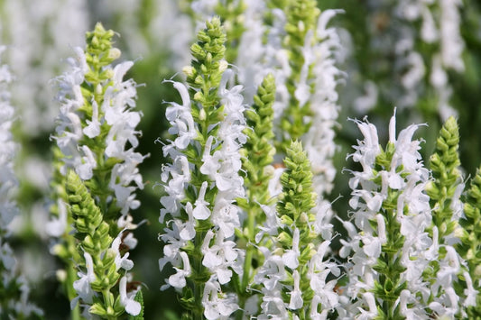 Salvia nemorosa 'Sensation White' ® Ziersalbei