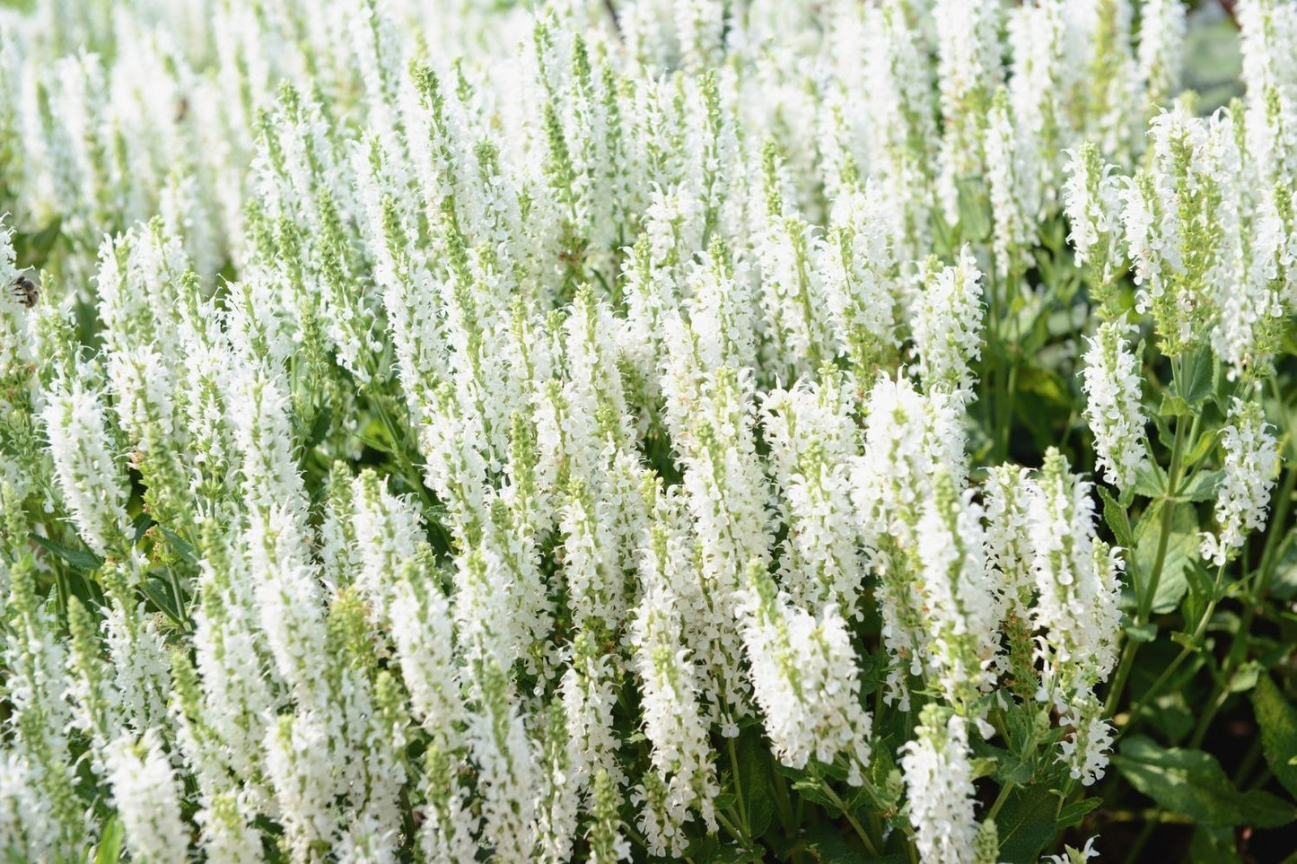 Salvia nemorosa 'Sensation White' ® (Ziersalbei)