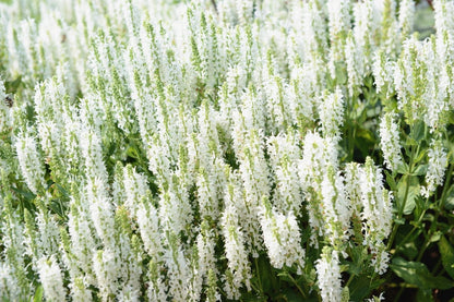 Salvia nemorosa 'Sensation White' ® (Ziersalbei)