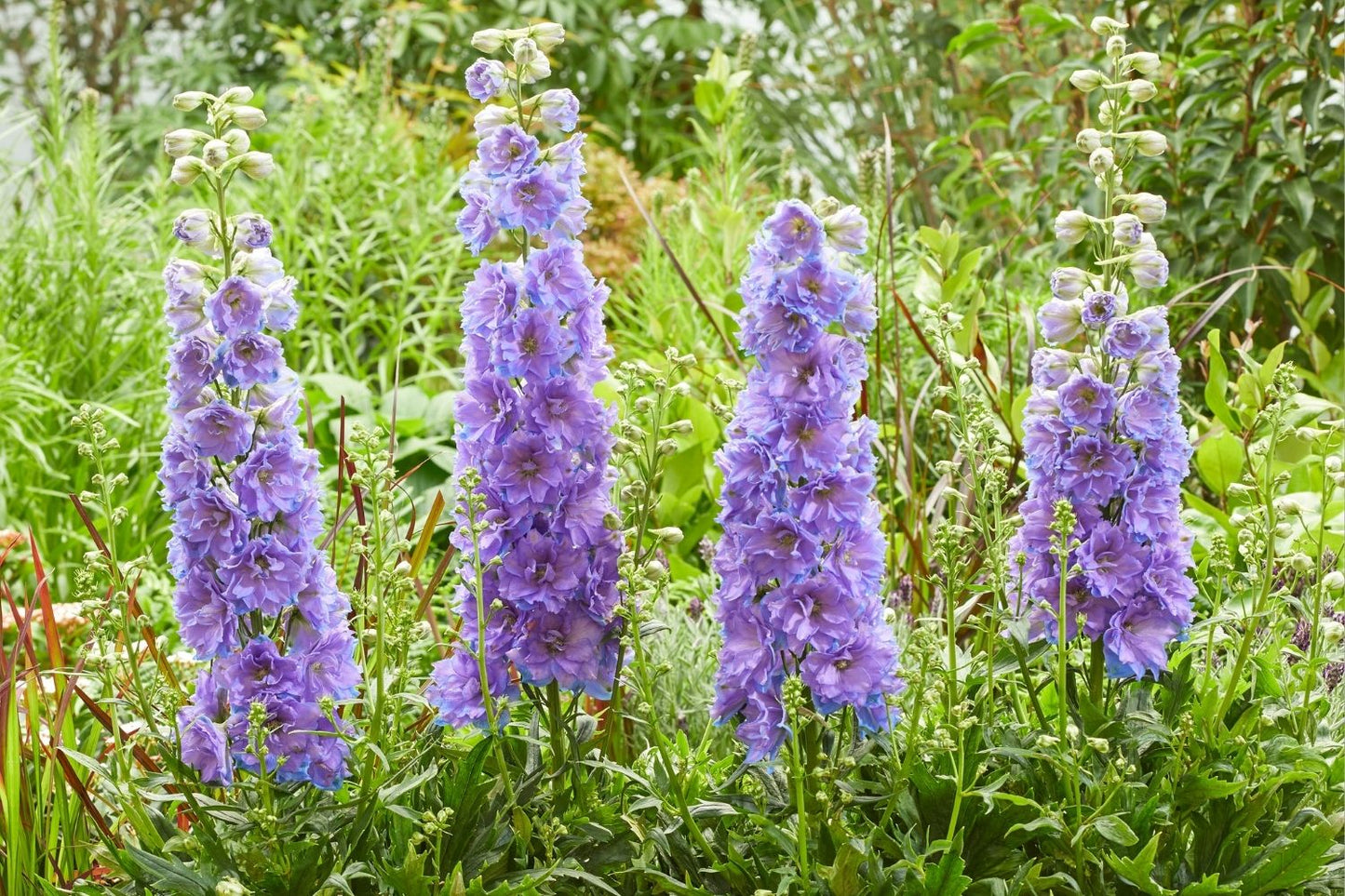 Delphinium x elatum Delgenius® 'Shelby' (Rittersporn)