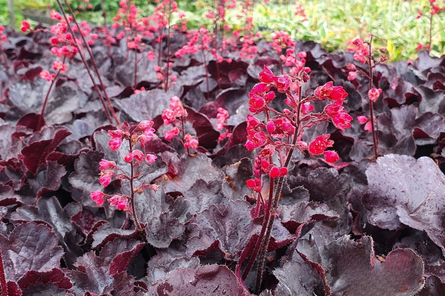 Heuchera 'Black Forest Cake' Purpurglöckchen